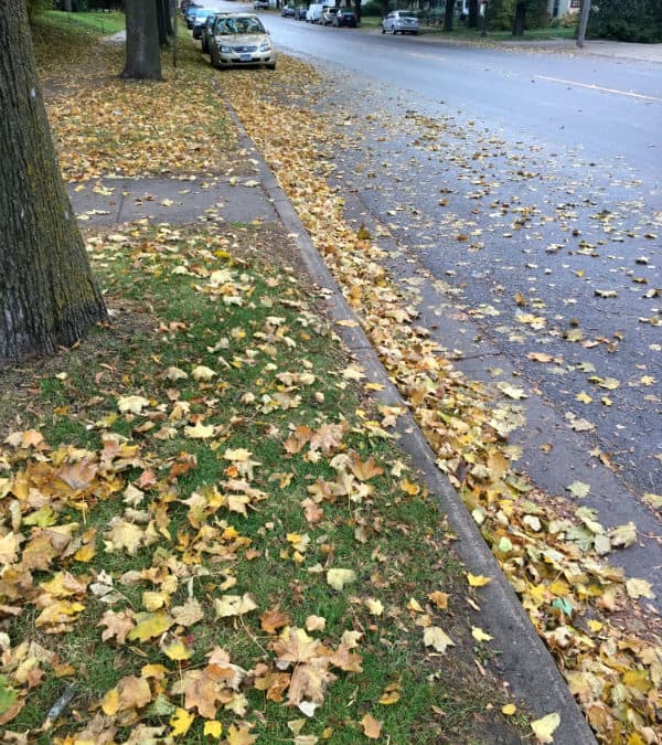 Rake Leaves for Seniors!